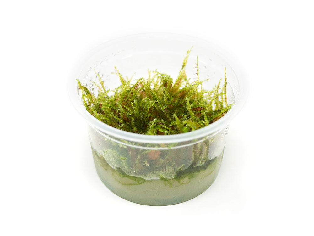 Christmas Moss AKA Xmas Moss (Vesicularia montagnei, FKA V. dubyna) Tissue Culture