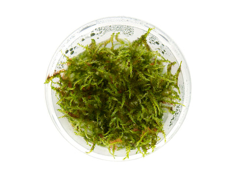 Java Moss (Taxiphyllum Barbieri) Care Sheet - Aquariadise