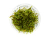 Christmas Moss AKA Xmas Moss (Vesicularia montagnei, FKA V. dubyna) Tissue Culture