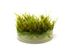 Christmas Moss AKA Xmas Moss (Vesicularia montagnei, FKA V. dubyna) Tissue Culture