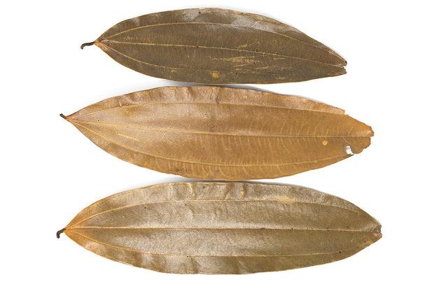 cinnamon leaves blackwater leaf litter