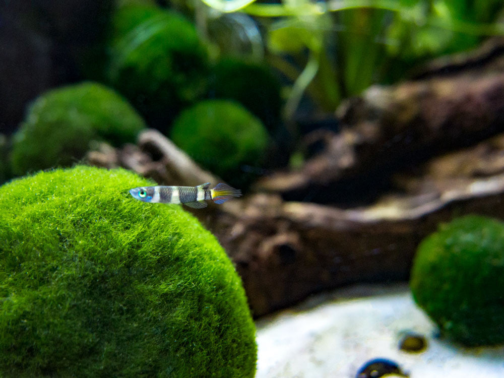 Clown Killifish AKA Rocket Killifish (Epiplatys annulatus), Tank-Bred