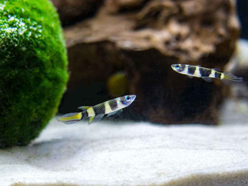 Clown Killifish AKA Rocket Killifish (Epiplatys annulatus), Tank-Bred