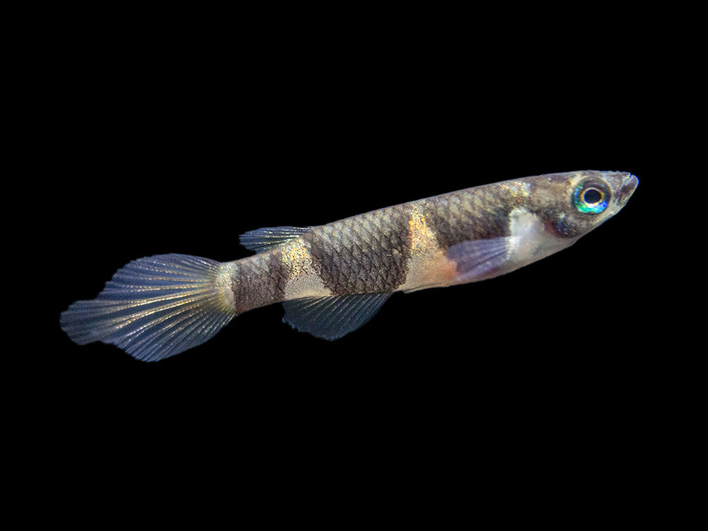 Clown Killifish AKA Rocket Killifish (Epiplatys annulatus), Tank-Bred