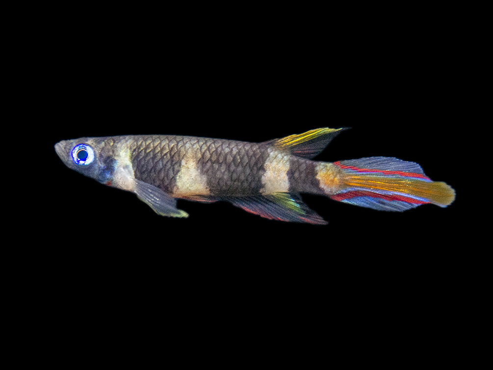 Clown Killifish AKA Rocket Killifish (Epiplatys annulatus), Tank-Bred