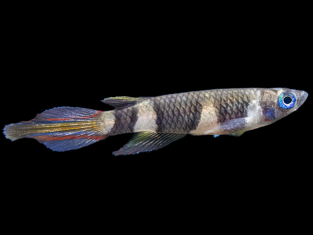 Clown Killifish AKA Rocket Killifish (Epiplatys annulatus), Tank-Bred