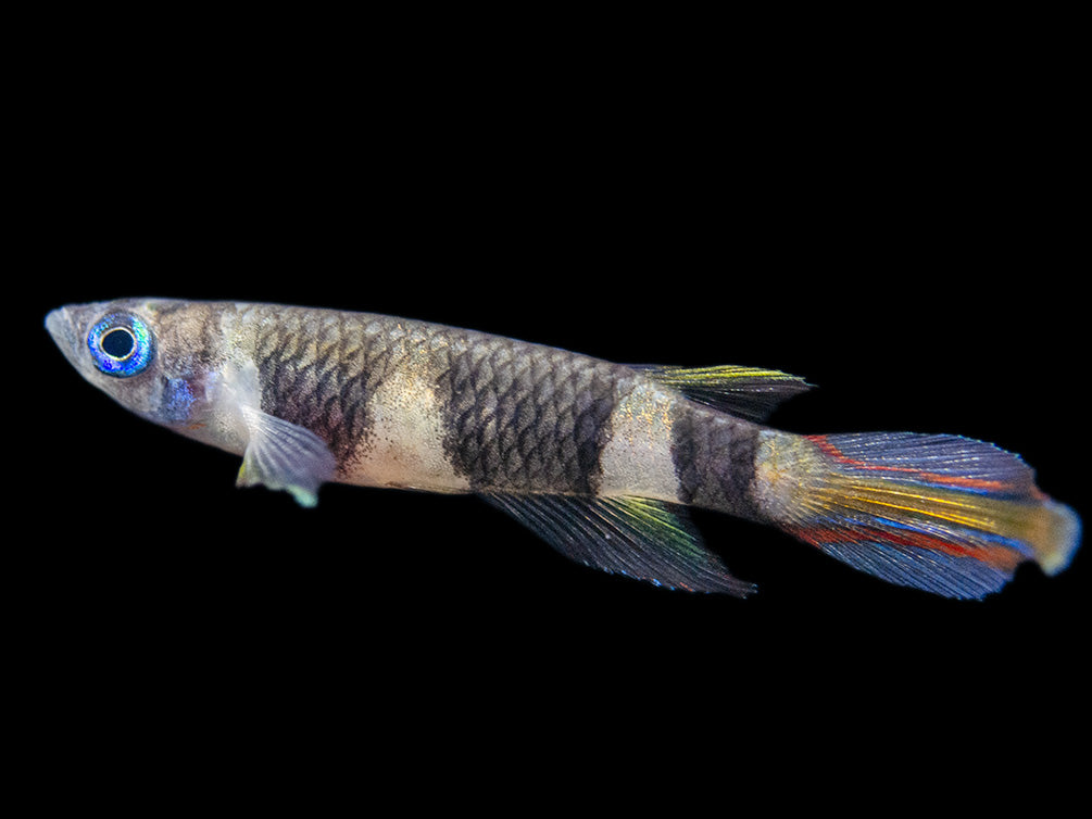 Clown Killifish AKA Rocket Killifish (Epiplatys annulatus), Tank-Bred