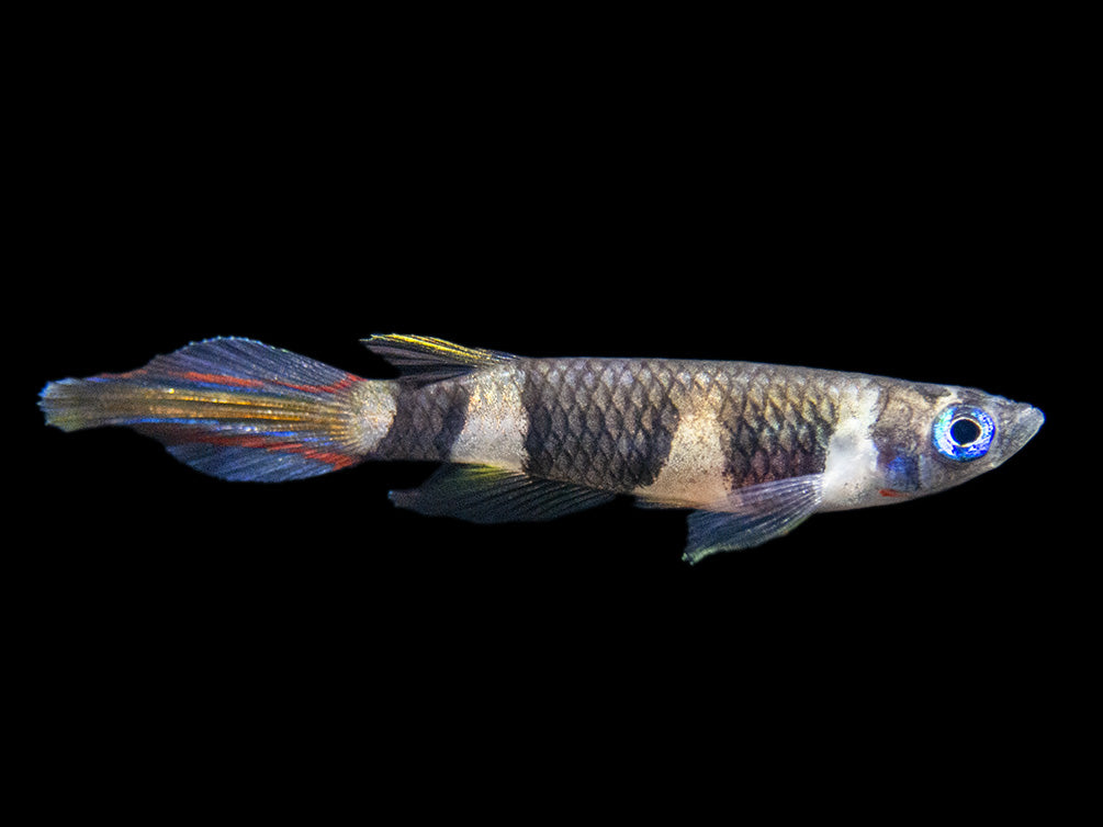 Clown Killifish AKA Rocket Killifish (Epiplatys annulatus), Tank-Bred