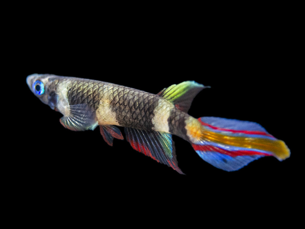 Clown Killifish AKA Rocket Killifish (Epiplatys annulatus), Tank-Bred