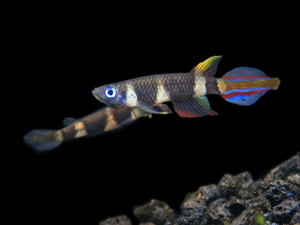 Clown Killifish AKA Rocket Killifish (Epiplatys annulatus), Tank-Bred