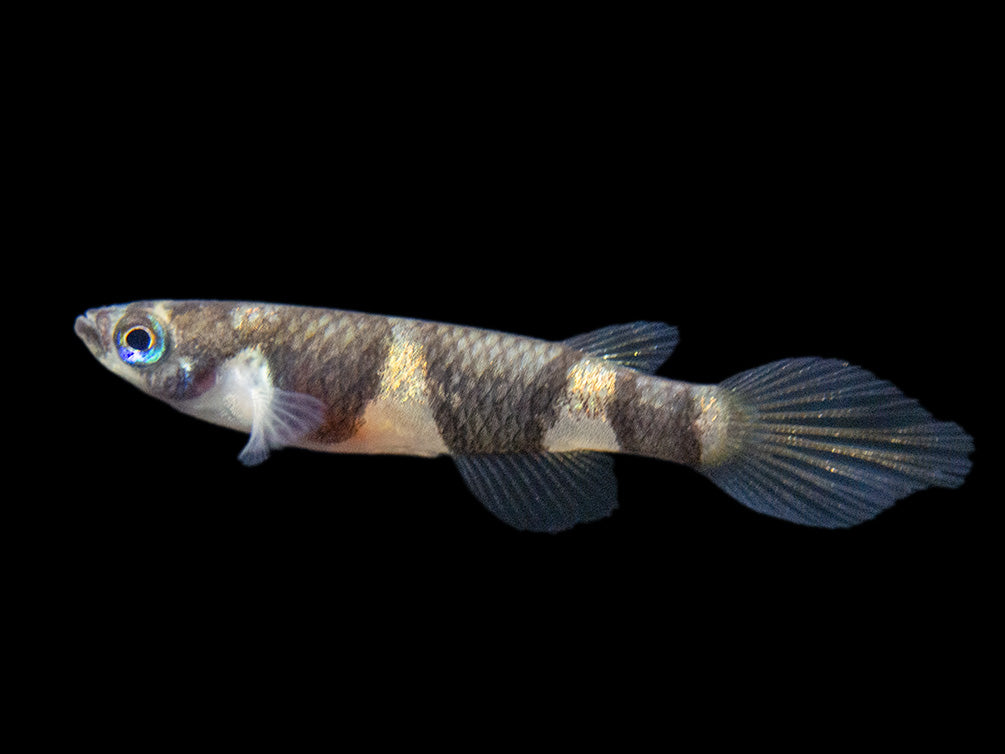 Clown Killifish AKA Rocket Killifish (Epiplatys annulatus), Tank-Bred