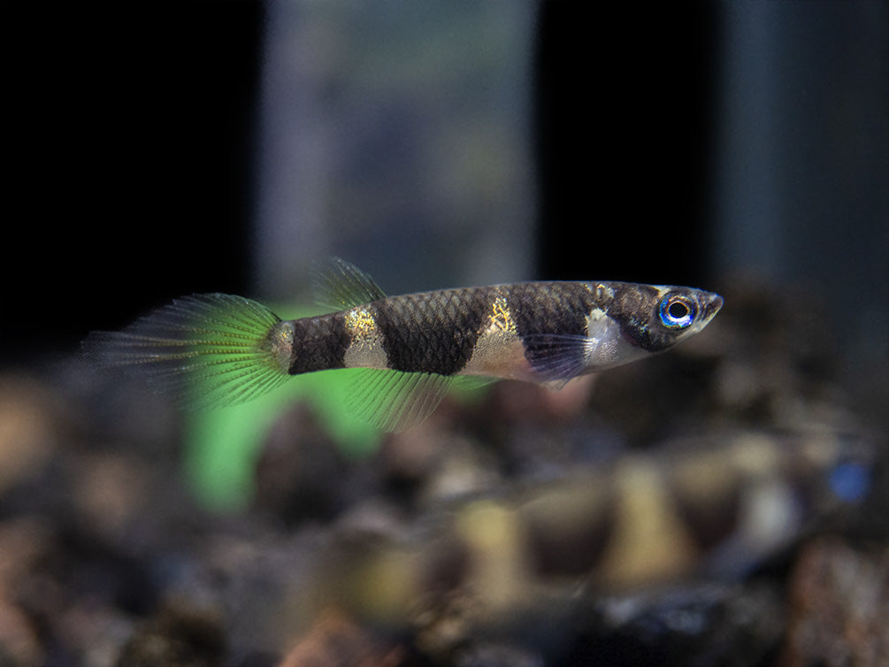 Clown Killifish AKA Rocket Killifish (Epiplatys annulatus), Tank-Bred