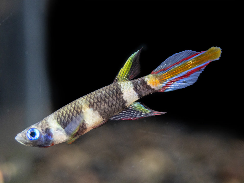 Clown Killifish AKA Rocket Killifish (Epiplatys annulatus), Tank-Bred