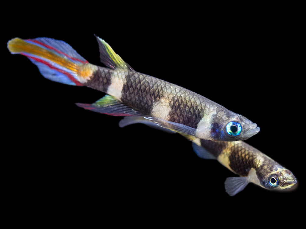 Clown Killifish AKA Rocket Killifish (Epiplatys annulatus), Tank-Bred