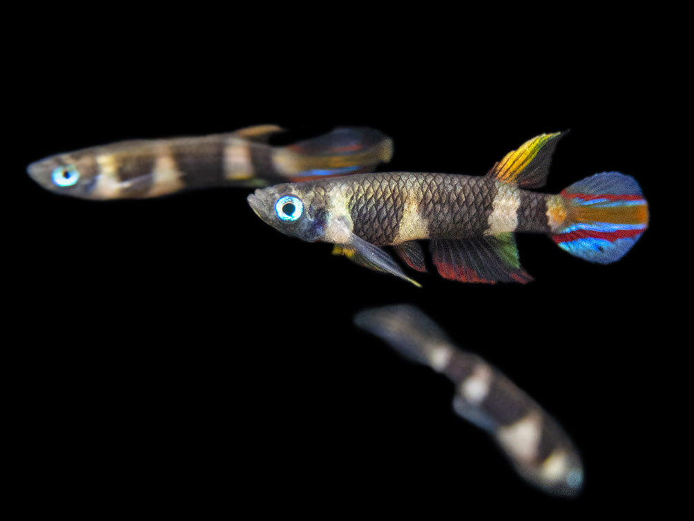 Clown Killifish AKA Rocket Killifish (Epiplatys annulatus), Tank-Bred