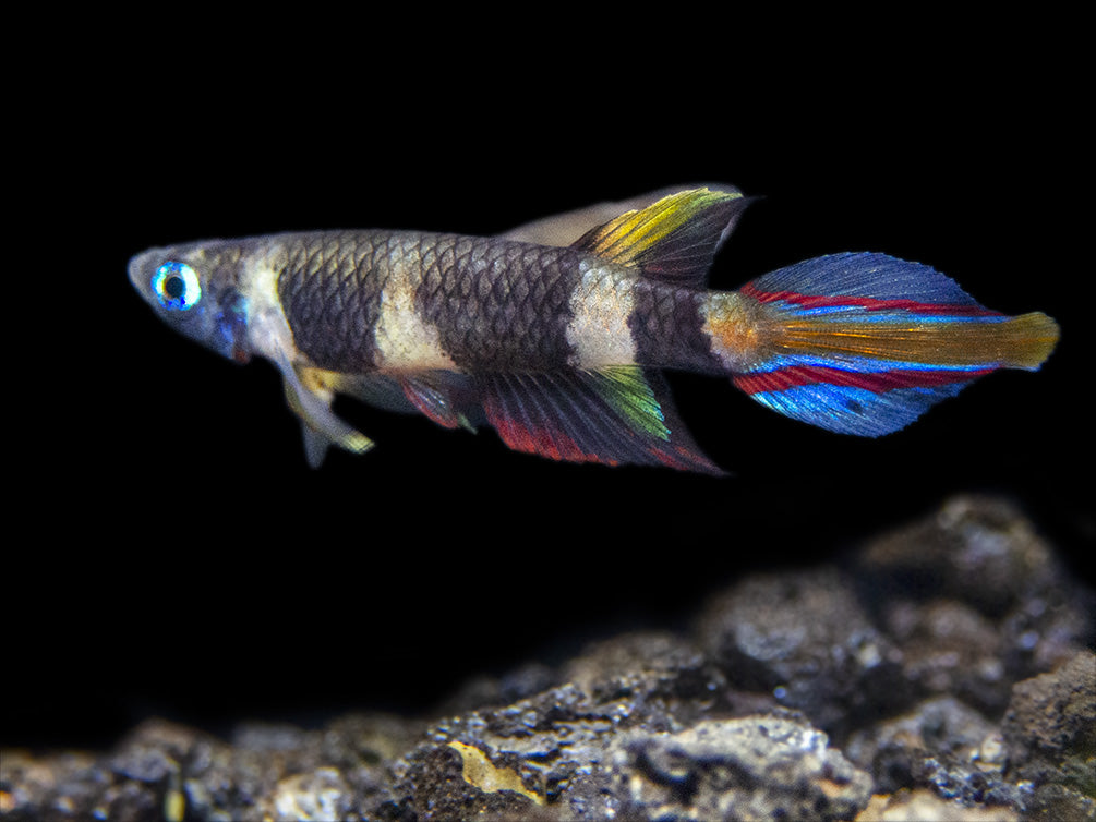 Clown Killifish AKA Rocket Killifish (Epiplatys annulatus), Tank-Bred