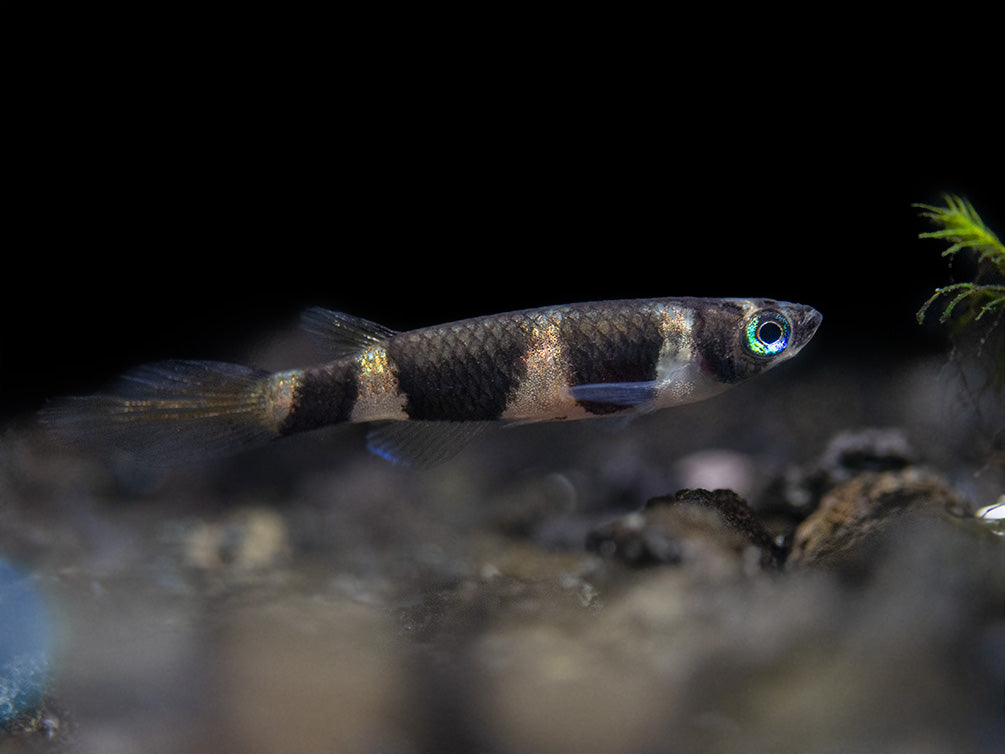 Clown Killifish AKA Rocket Killifish (Epiplatys annulatus), Tank-Bred