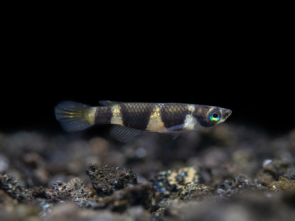 Clown Killifish AKA Rocket Killifish (Epiplatys annulatus), Tank-Bred