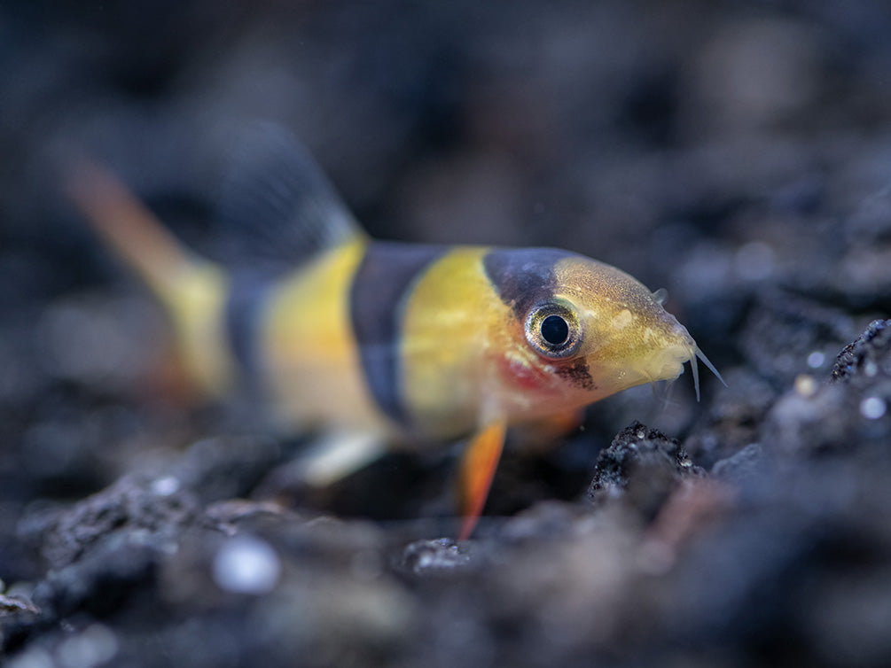 Clown Loach (Chromobotia macracanthus)