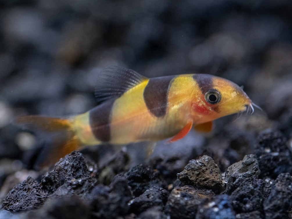 Clown Loach (Chromobotia macracanthus)