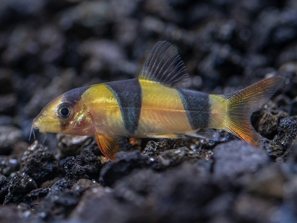 Clown Loach (Chromobotia macracanthus)