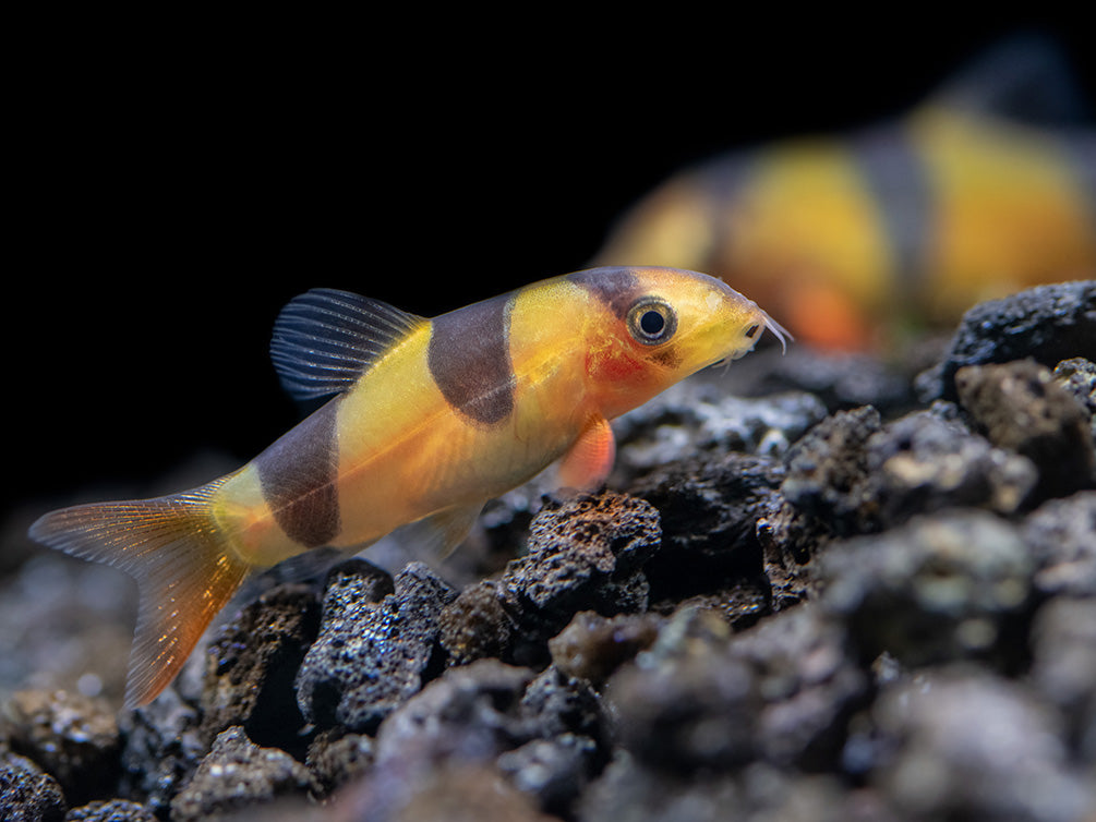 Clown Loach (Chromobotia macracanthus)