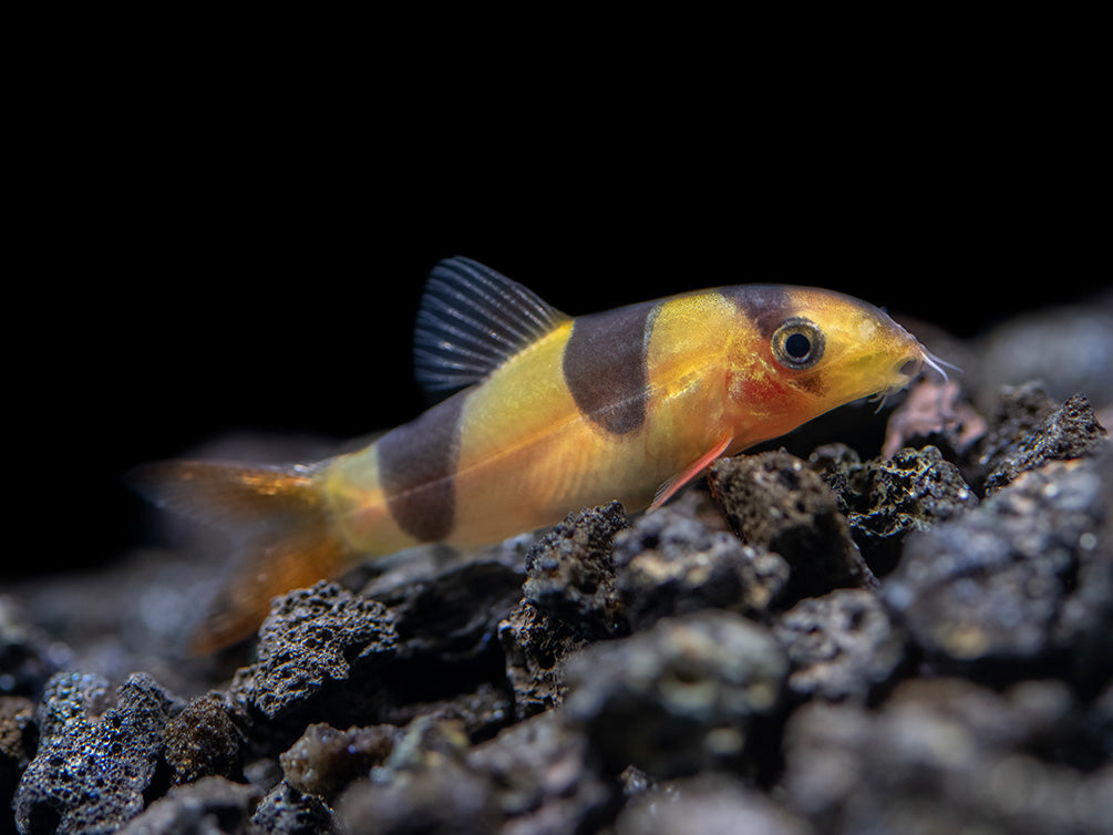 Clown Loach (Chromobotia macracanthus)