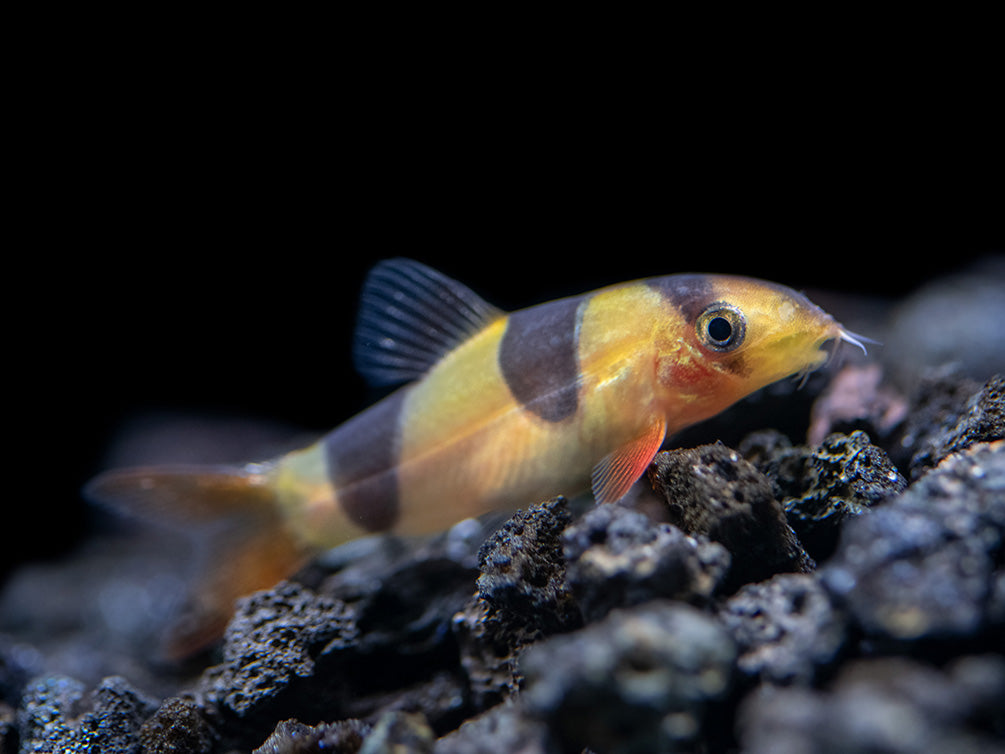 Clown Loach (Chromobotia macracanthus)