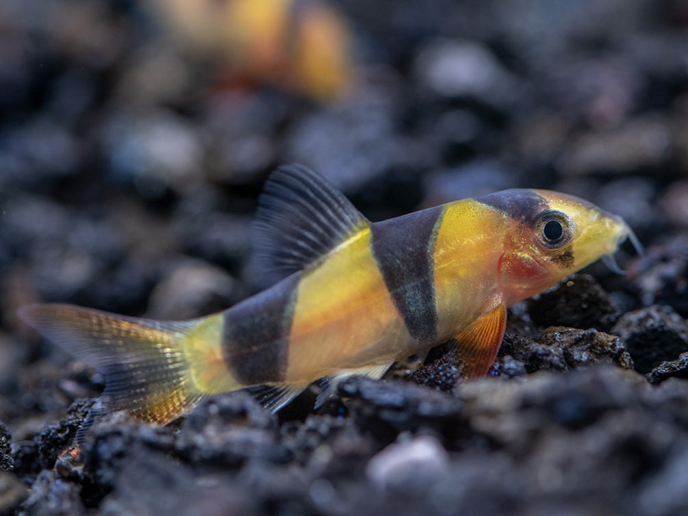 Clown Loach (Chromobotia macracanthus)