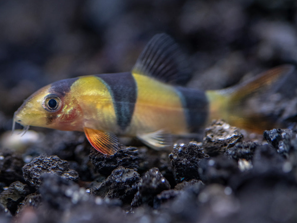 Clown Loach (Chromobotia macracanthus)