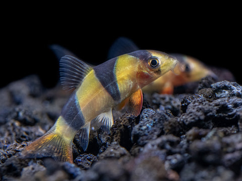 Golden Wonder Killifish (Aplocheilus lineatus) - Tank-Bred!