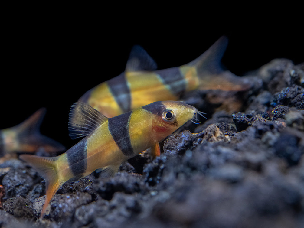 Clown Loach (Chromobotia macracanthus)