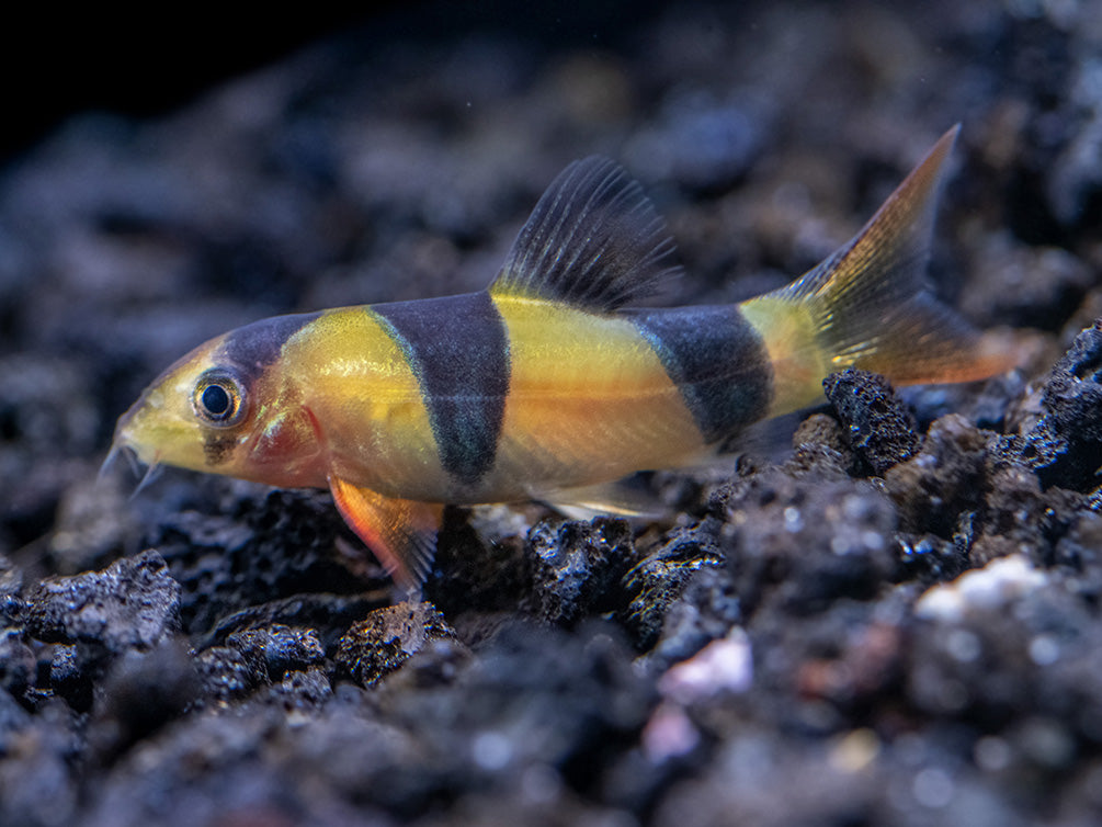 Clown Loach (Chromobotia macracanthus)