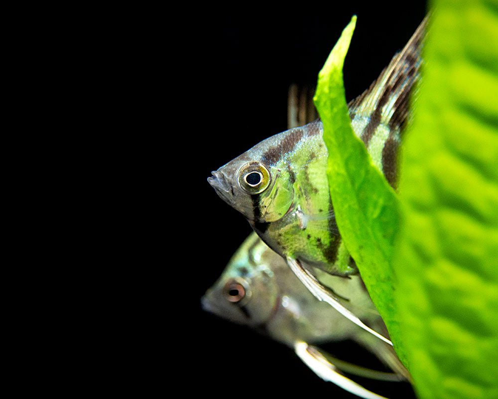 Clown Angelfish (Pterophyllum scalare "Clown"), TANK-BRED!!!