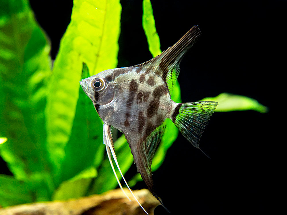 Clown Angelfish (Pterophyllum scalare "Clown"), TANK-BRED!!!