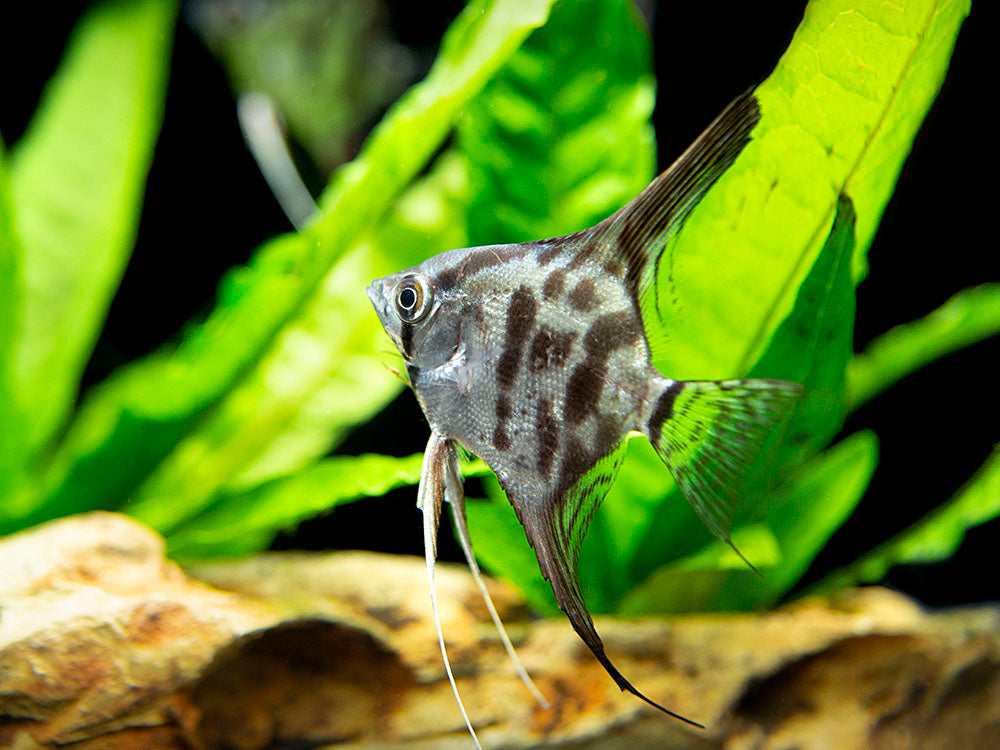 Clown Angelfish (Pterophyllum scalare "Clown"), TANK-BRED!!!