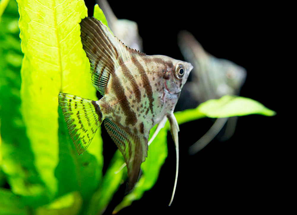 Clown Angelfish (Pterophyllum scalare "Clown"), TANK-BRED!!!