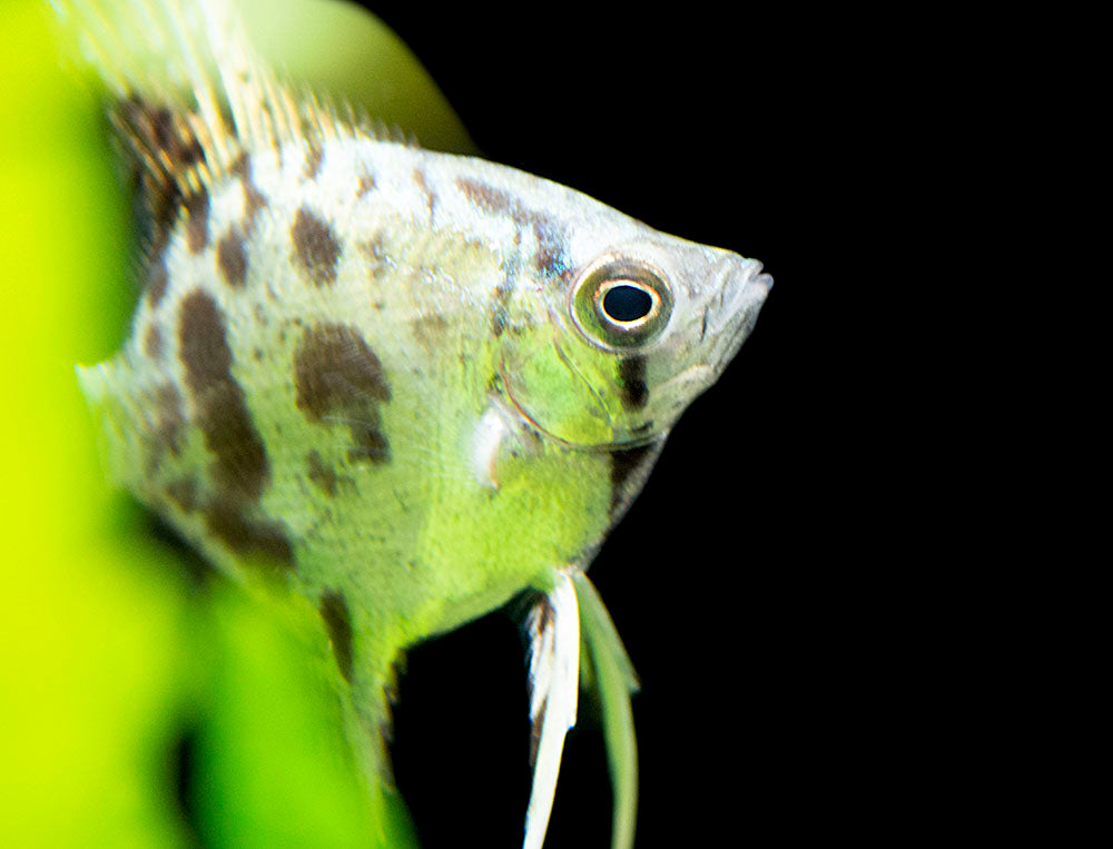 Clown Angelfish (Pterophyllum scalare "Clown"), TANK-BRED!!!