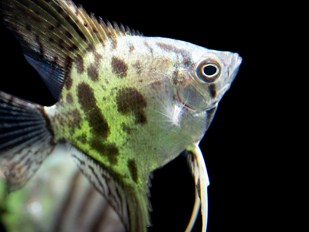 Clown Angelfish (Pterophyllum scalare "Clown"), TANK-BRED!!!