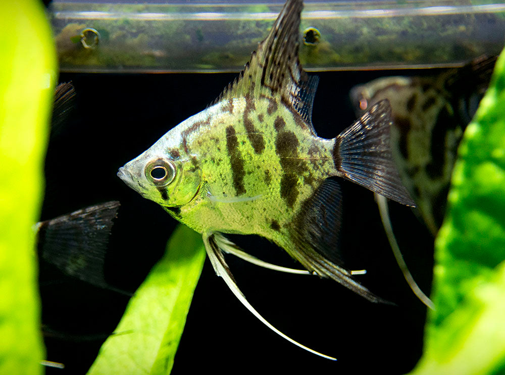 Clown Angelfish (Pterophyllum scalare "Clown"), TANK-BRED!!!