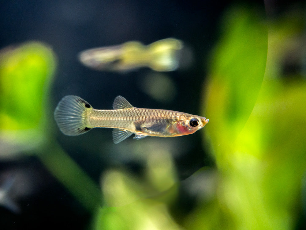 Cobra Endler’s Livebearer, Males and Females (Poecilia wingei var. “Cobra”), TANK-BRED!!!