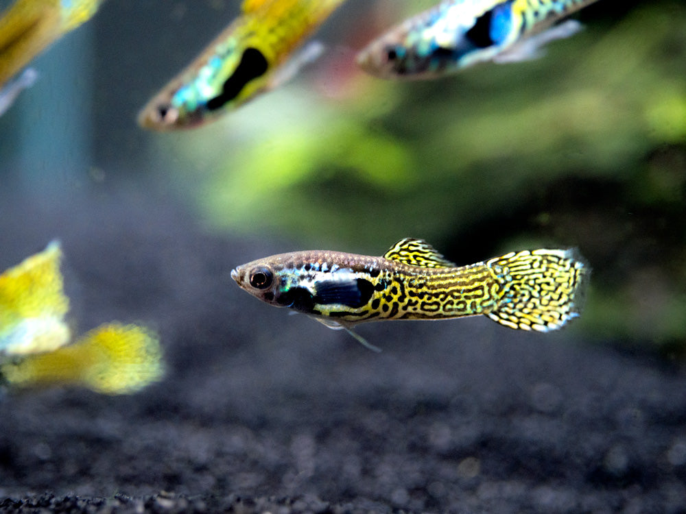 Cobra Endler’s Livebearer, Males and Females (Poecilia wingei var. “Cobra”), TANK-BRED!!!