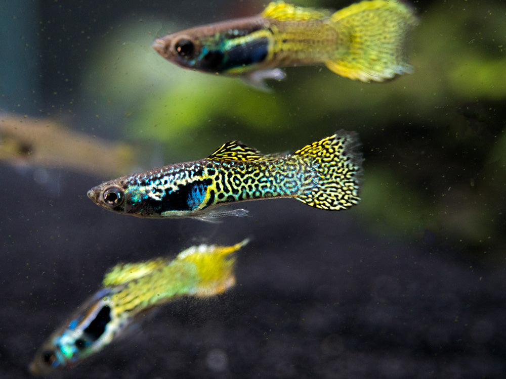 Cobra Endler’s Livebearer, Males and Females (Poecilia wingei var. “Cobra”), TANK-BRED!!!