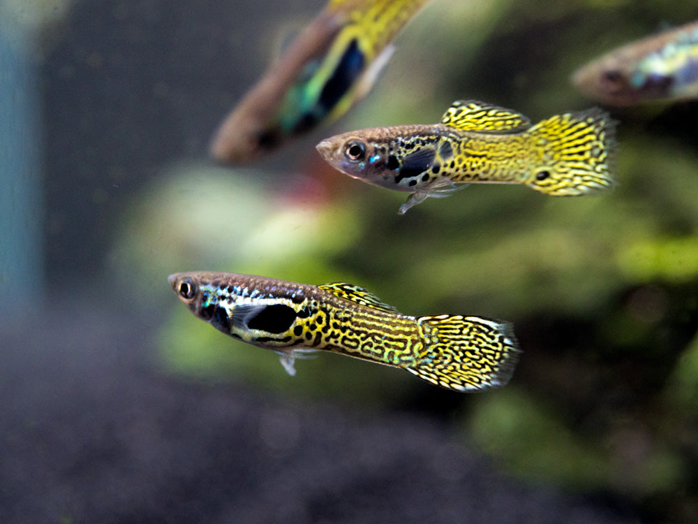 Cobra Endler’s Livebearer, Males and Females (Poecilia wingei var. “Cobra”), TANK-BRED!!!