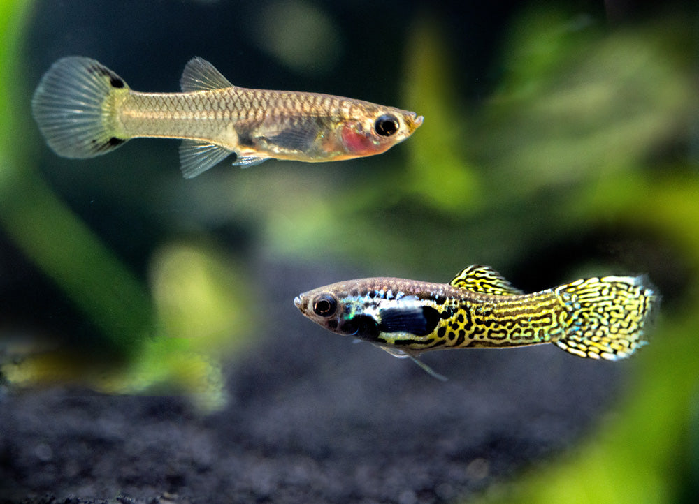 Cobra Endler’s Livebearer, Males and Females (Poecilia wingei var. “Cobra”), TANK-BRED!!!