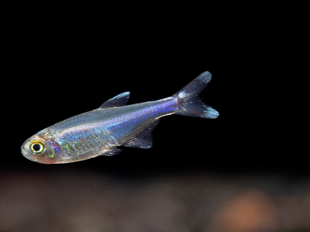 Cochu's Blue Tetra AKA Blue King Tetra (Boehlkea fredcochui), Tank-Bred