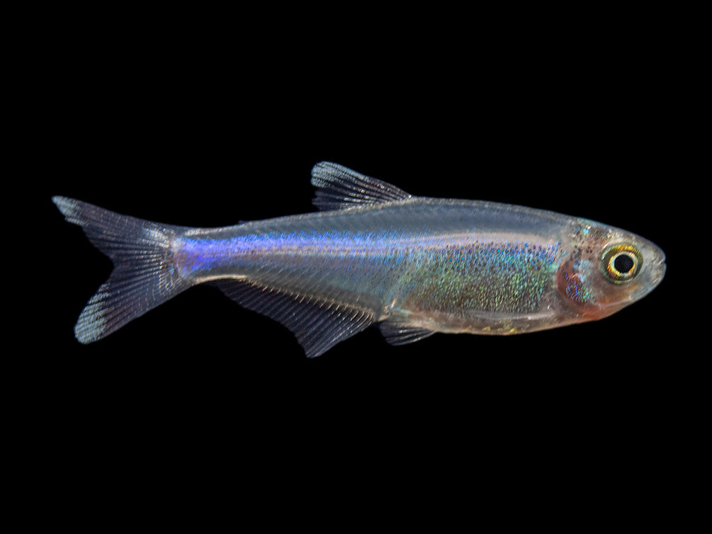 Cochu's Blue Tetra AKA Blue King Tetra for sale