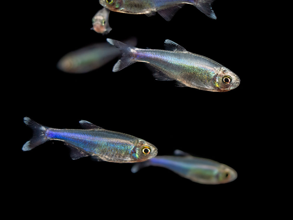 Cochu's Blue Tetra AKA Blue King Tetra for sale