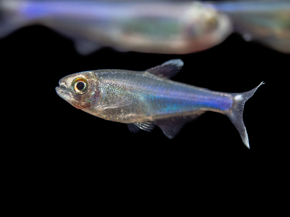 Cochu's Blue Tetra AKA Blue King Tetra (Boehlkea fredcochui), Tank-Bred