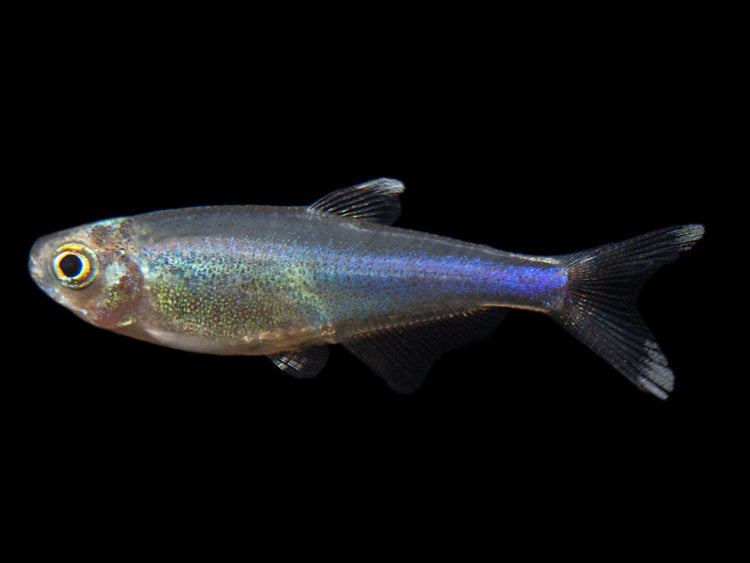 Cochu's Blue Tetra AKA Blue King Tetra for sale